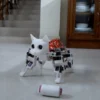 Leo the Pet Cat